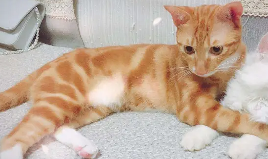 胖橘猫生了几只宝宝，唯独这只小奶猫不被待见，原因让人笑喷