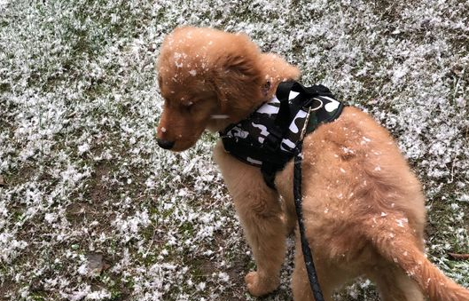 下着雪也得带着金毛出来，玩一会儿身上就都是雪了！ 