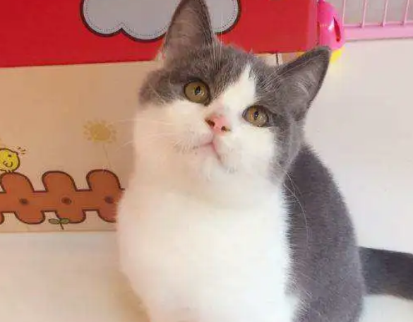 猫咪最近总是去窗台边，主人好奇跟去一看：这是谈恋爱了？