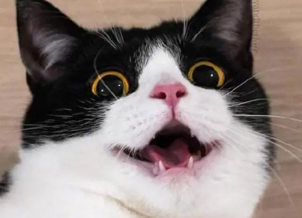 猫咪看主人化妆，眼睛瞪得像铜铃：我去，这是大变活人啊！