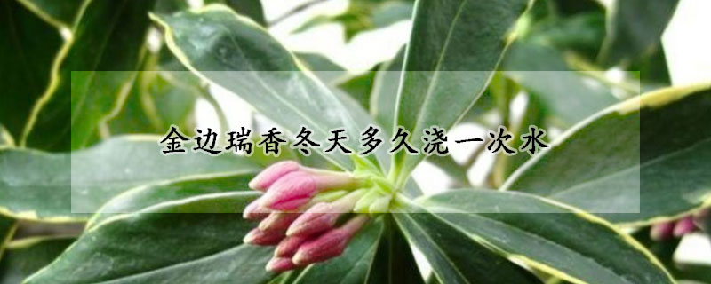 金边瑞香冬天多久浇一次水