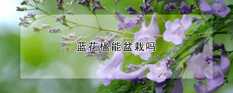 蓝花楹能盆栽吗