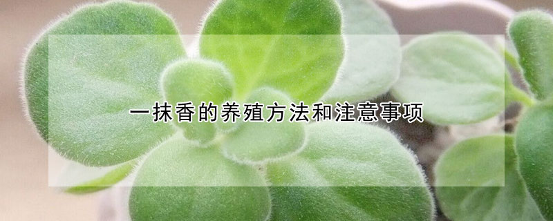 一抹香的养殖方法和注意事项