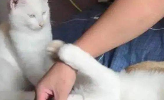 橘猫总是搞破坏，主人气急把它吊起来惩罚，猫的反应让人笑喷了 