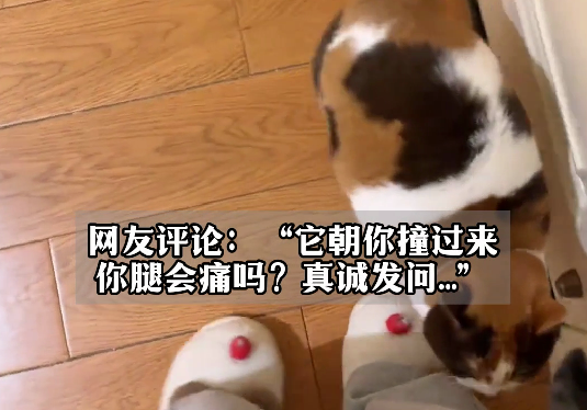 女子开门瞬间小猫想冲出去，结果被一脚顶回来