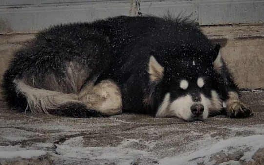 阿拉斯加雪中被丢弃，被拴在路边...