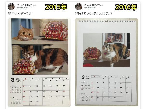 三花猫“影分身”日历爆红，铲屎官连拍十年，满满的都是爱~