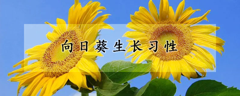 向日葵生长习性