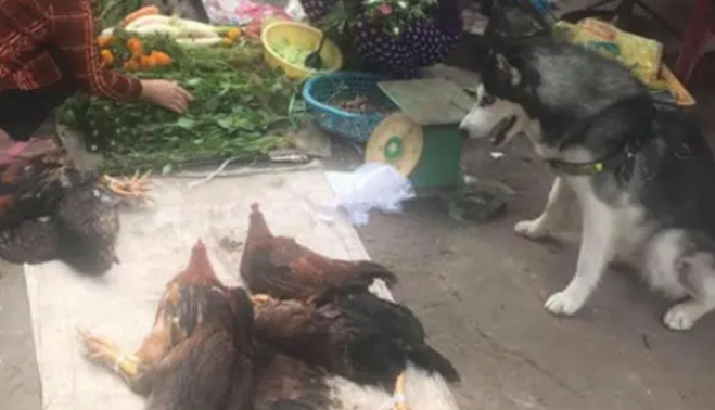 二哈在菜市场帮主人卖鸡，它乖乖守着摊位，萌翻了