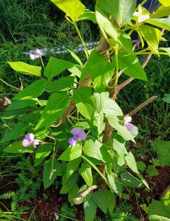 豆角开花期如何保花保果？农业专家来支招