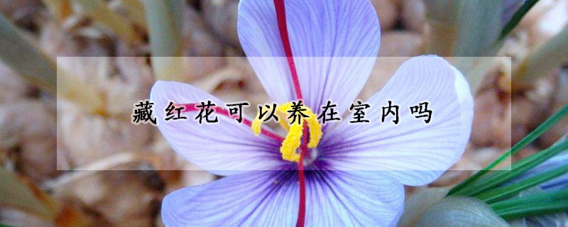 藏红花可以养在室内吗