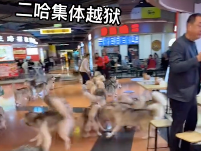 狗咖店里的一百只哈士奇出逃，整个商场变成二哈的海洋，太壮观了