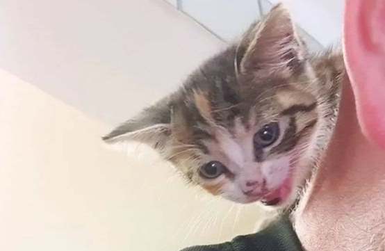 小猫跑进厨房偷吃食物，被厨师逮个正着：吃了我的菜，你就是我的猫了