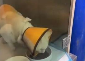 上海知名公园流浪猫被虐！获救之后，猫咪们又将何去何从？