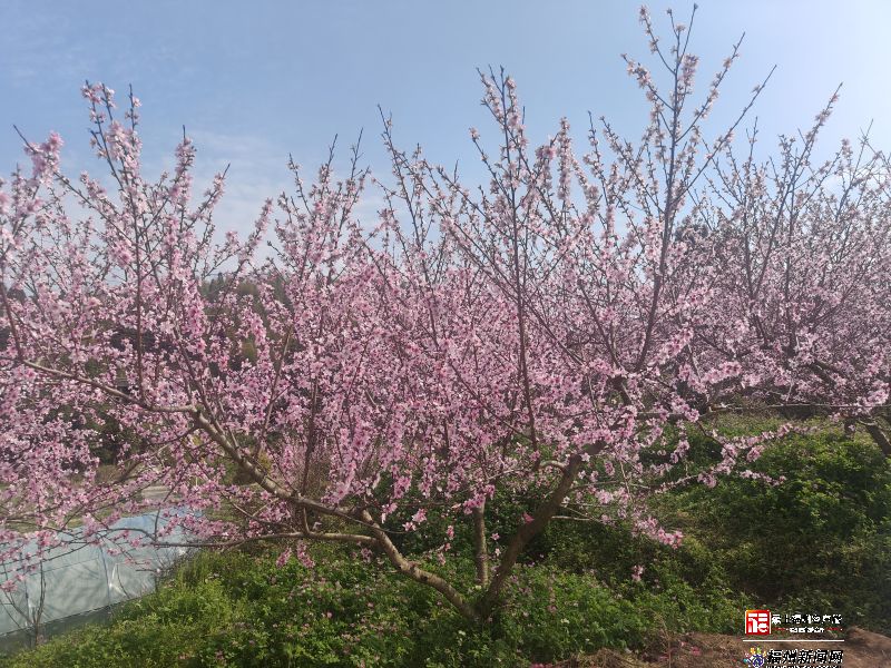 福州果桃花盛 已成春日主角之一