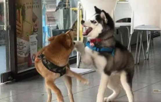 哈士奇遇上柴犬，于是就成了表情包大战