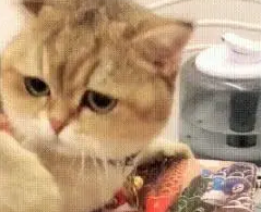 猫咪抱着平板上的鱼一顿啃，网友：小可怜，你是有多久没吃鱼了