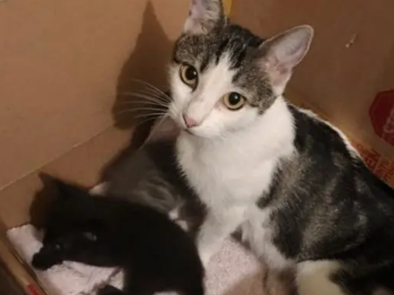 流浪猫妈不请自来，带着一只小猫入住，第二天多了5只猫
