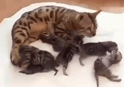 网友捡回一只流浪猫，两月后生了六只稀有小奶猫，一只竟能卖上万