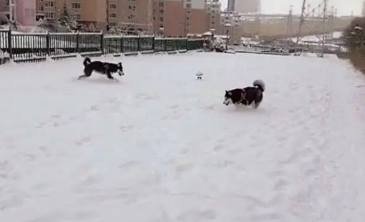 主人让哈士奇拉着自己在雪地里玩，结果令人心疼