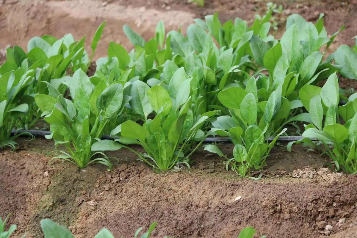 掌握菠菜种植时间+科学种植法，让你的菜园绿意盎然