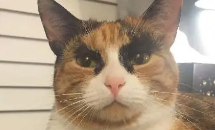 高冷猫看到主人“溺水”，皱着眉头很紧张