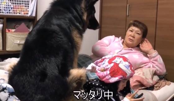 德牧都5岁了，还要女主抱着睡，这家伙是个“妈宝男”吧