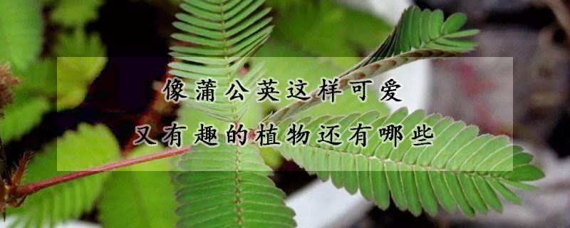 像蒲公英这样可爱又有趣的植物还有哪些