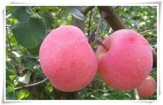 那些蔬菜水果对胃好_蔬菜能水果胃病吃吗_胃病能吃什么水果蔬菜