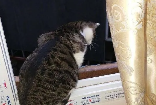 喵皇好像爱上了楼下的橘猫，没想到还真的收服橘猫了！