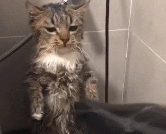 洗了澡的猫咪，乖乖站着让主人吹毛，像个受了惊的土拨鼠