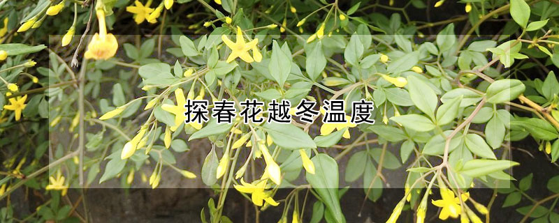 探春花越冬温度