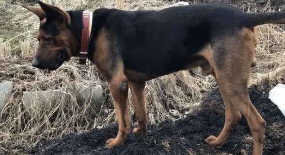 这只“牧羊犬”成这样了，看来没有少遭罪啊！