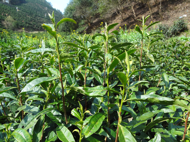 阳台茶艺，一文掌握适合阳台种植的茶叶品种与管理技巧！