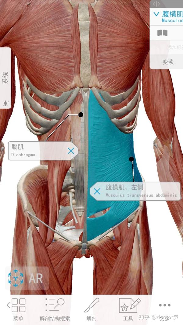 后背疼呼吸_后背疼痛呼吸痛_深呼吸后背痛是什么病