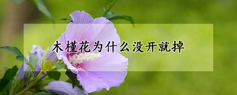 木槿花为什么没开就掉