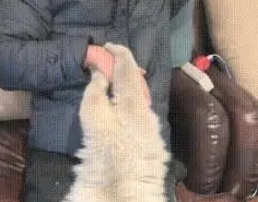 猫咪已经长大了，还当自己是一个宝宝，天天吸主人的手指