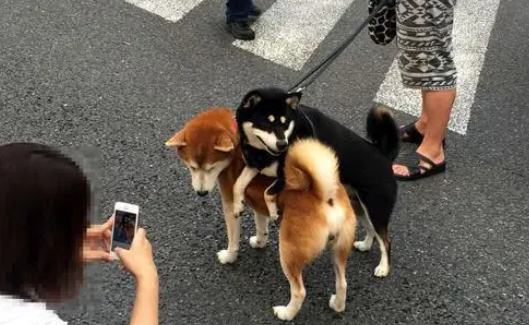 作为高贵网红柴犬，黑柴竟要黄柴哥背着走