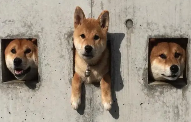 主人特地在墙上开三个洞，让柴犬卡在里面！“卡洞三柴”横空出世