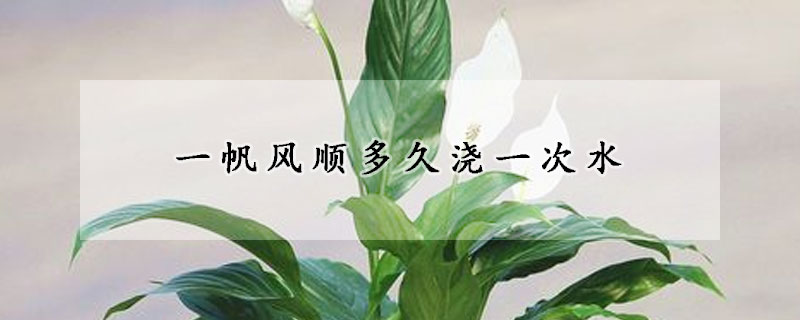 一帆风顺多久浇一次水