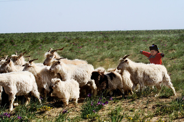现代养羊中国有多少家_现代中国养羊_现代养殖羊