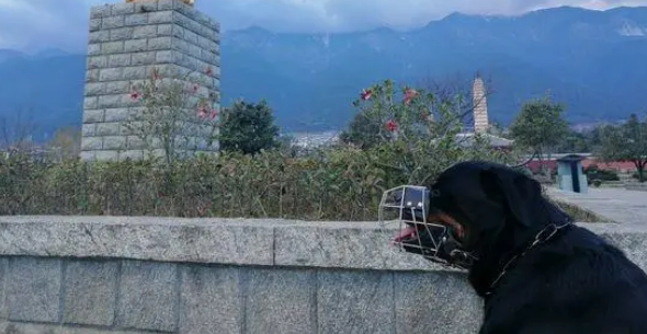 带罗威纳跑这么远，担心咬人，带个“口罩”就不用担心了