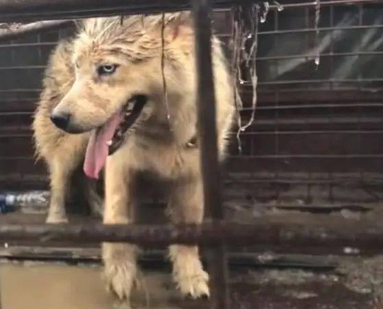 狗肉车上的二哈，眼里充满恐慌，被雨淋得想逃生 