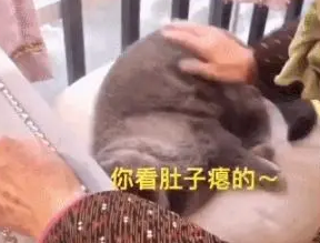 奶奶摸了猫咪圆鼓鼓的肚子：看这小肚子瘪的，真会睁眼说瞎话