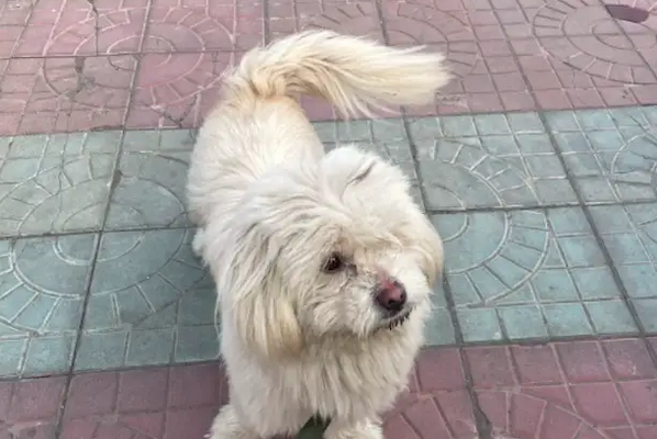 过年狗狗被遗弃在高速服务区，它还痴痴在原地等，却再也等不到了