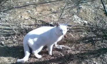 男子为避让猫撞车，处理完事情回来猫还在，走近一看笑喷