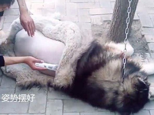 二哈睡正香，感觉后背一股凉意，回头一看瞬间清醒：我的毛呢？