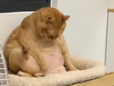 猫咪太胖舔不到肚子上的毛，一脸委屈的看铲屎官：还不过来帮忙！