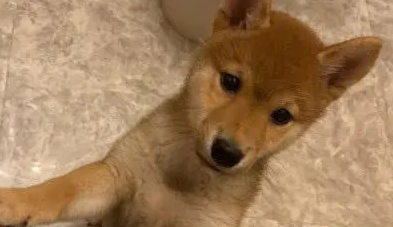 瞒着小柴犬偷吃烧烤，回家后被柴犬发现，撕心裂肺的样子笑坏网友