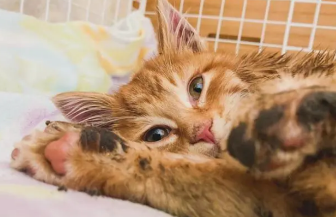 小猫被困积雪喊“救命”，暖男花3小时救猫，猫：都怪你动作太慢
